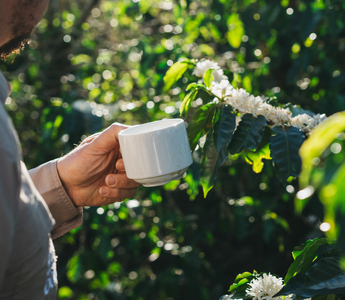La Llegada de la Flor del Café: Un Momento de Renovación y Crecimiento