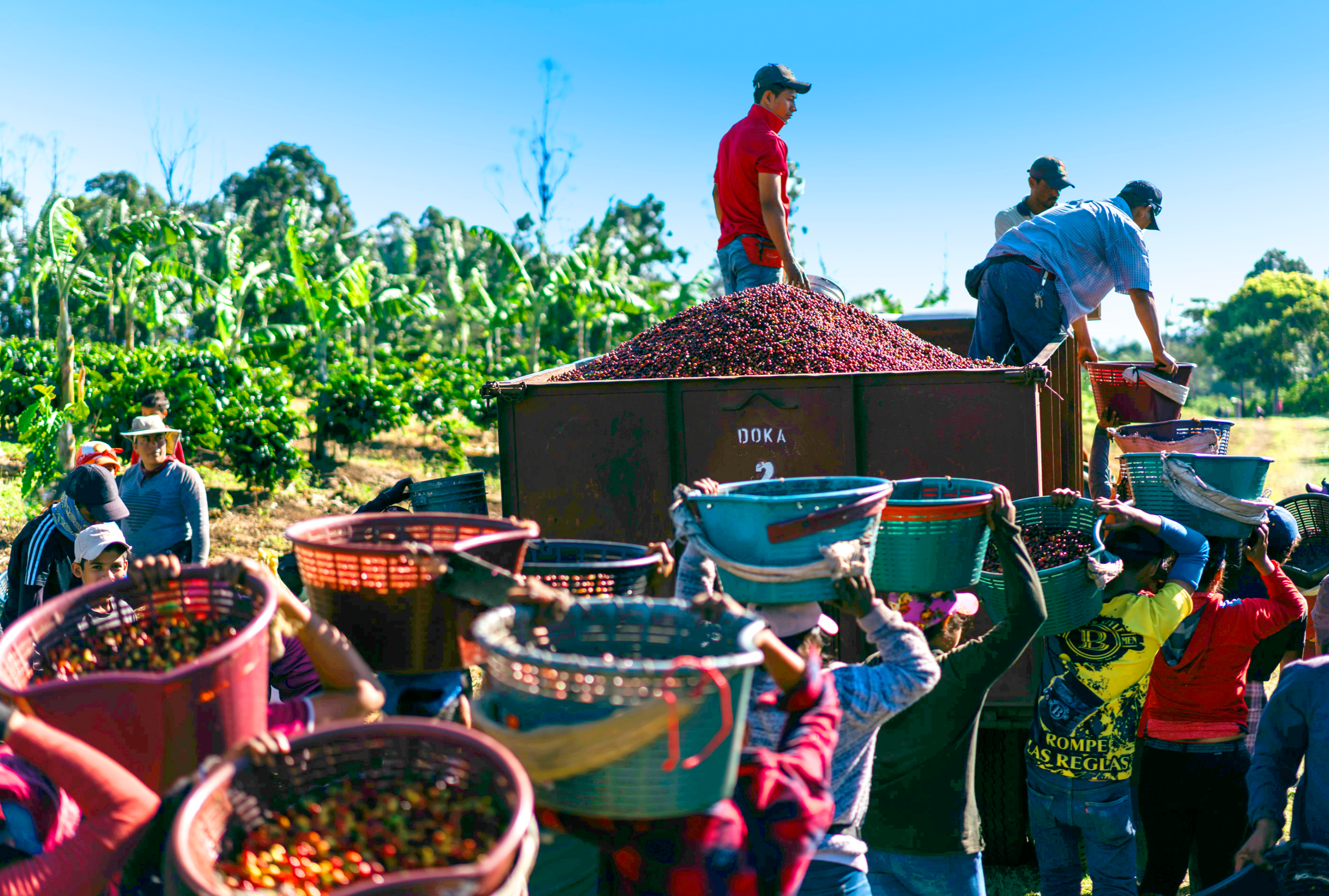 Coffee harvest at Hacienda Doka